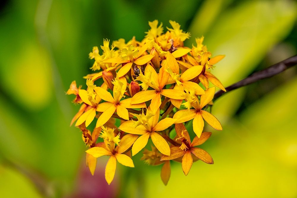 Fire-star Orchid